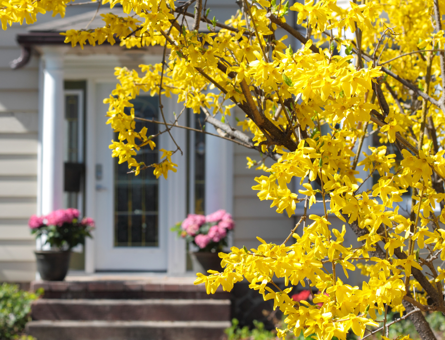 A yellow tree with flowers in front of a house
